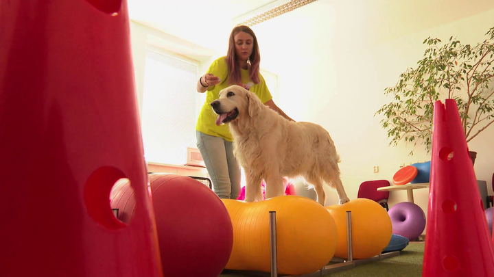 Dog fitness výrazne pomáha kondícii a zdravotnému stavu psa